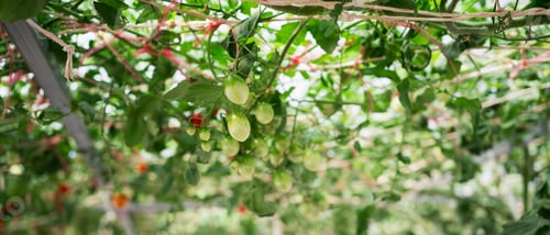 Preview: Tomatoes growing on an organic farm, cultivated as a natural agricultural product.