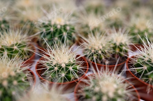 Preview: Small cacti with sharp needles in pots close-up view