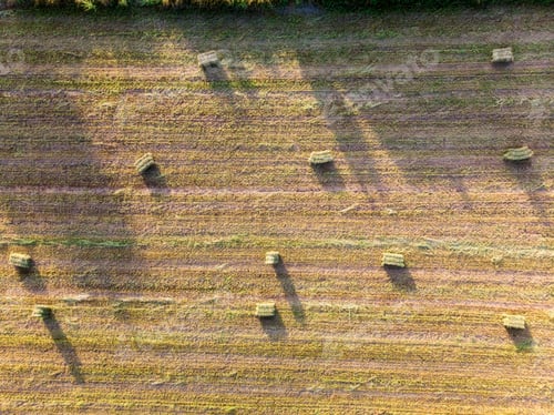 Preview: Aerial flight over Green and lush Agricultural fields on sunny morning