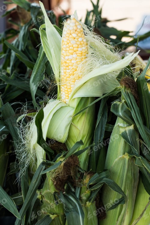 Preview: Sweet Corn On The Cob In Husk For Sale At Farmers Market In Asheville North Carolina