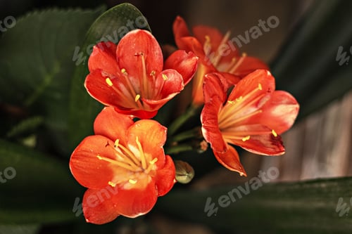 Preview: The bright red flowers of the clivia plant.