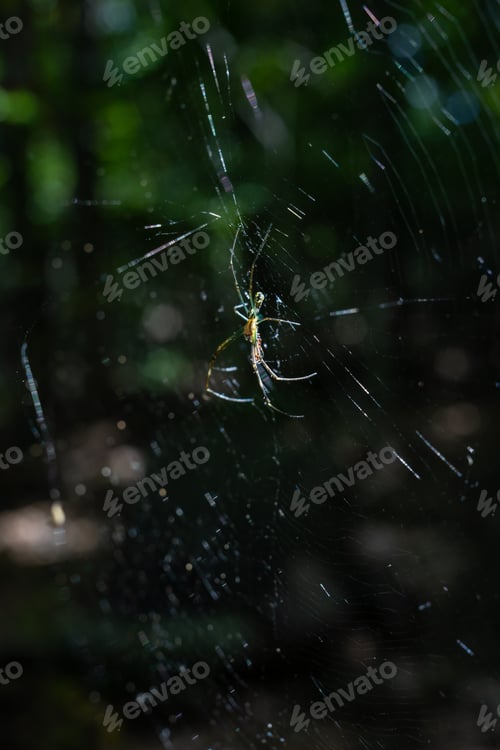 Preview: Spider and spiderweb