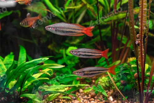 Preview: Melanotaenia Australis, Rainbowfish Swimming In Aquarium Pool With Green Seaweed