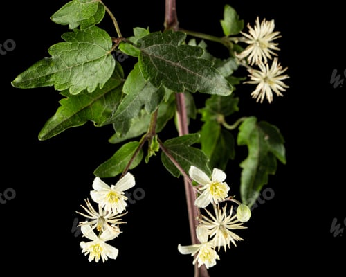 Preview: Flowers and leafs of Clematis , lat. Clematis vitalba L., isolated on black background