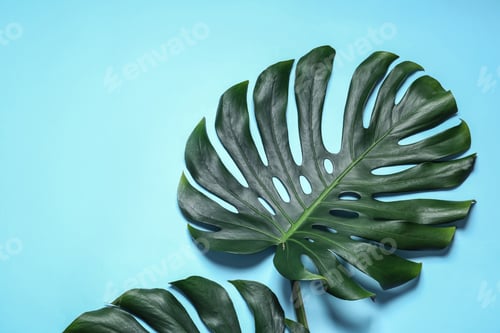 Preview: Green fresh monstera leaves on color background, flat lay with space for text. Tropical plant