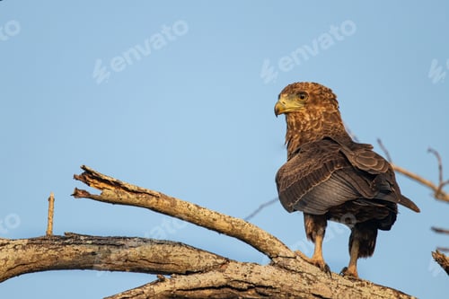 Preview: A juvenile bateleur, Terathopius ecaudatus, perches on a branch