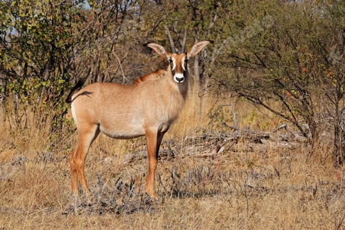 Preview: Roan antelope in natural habitat