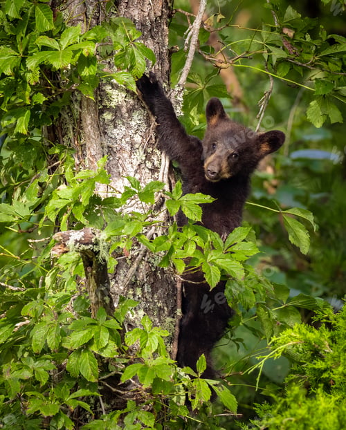 Preview: A Black Bear in a Tree