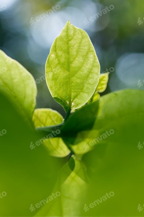 Preview: a leaf