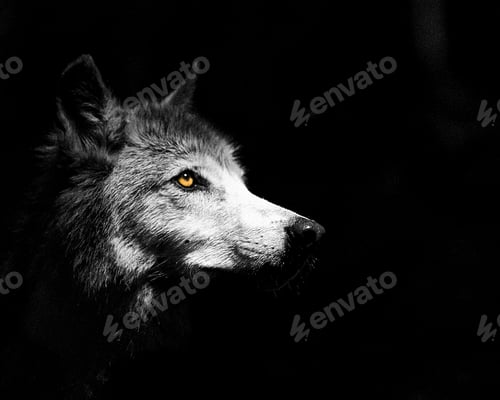 Preview: Closeup shot of a French mountain wolf on the black background in grayscale