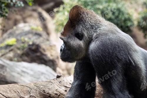 Preview: western lowland gorilla in nature.Big Gorilla