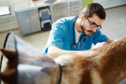 Preview: Working as vet