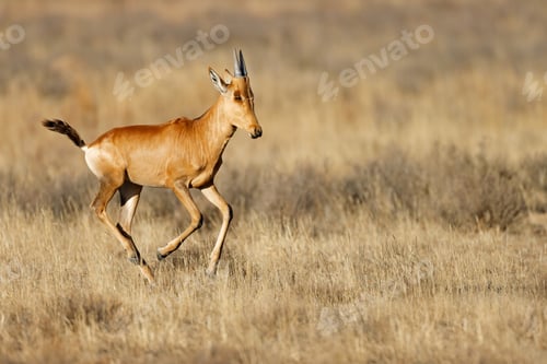 Preview: Young red hartebeest (Alcelaphus buselaphus) running, Mountain Zebra National Park, South Africa