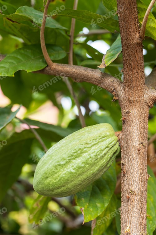 Preview: Cacao Tree (Theobroma cacao). Organic cocoa fruit pods in nature.