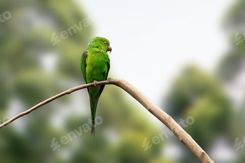 Preview: Plain Parakeet bird (Brotogeris tirica) with closed eyes