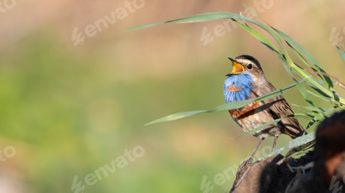 Preview: Bluethroat, Luscinia svecica. A bird sings, sitting on a hill covered with grass