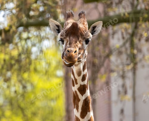 Preview: Giraffe with its tongue out in front of green trees