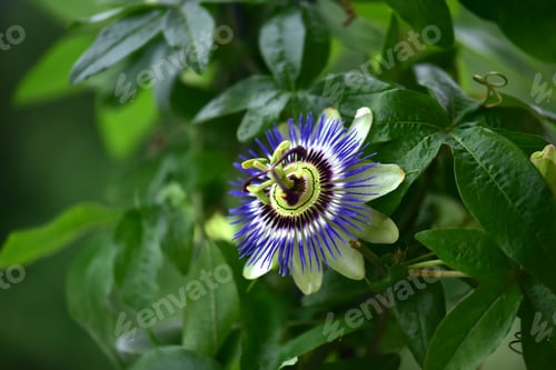 Preview: Nice passion flower in the garden