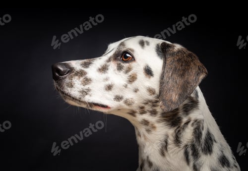 Preview: Portrait of a Dalmatian dog, on an isolated black background.