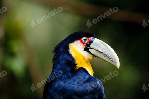Preview: toucan, bird, colours, tropics