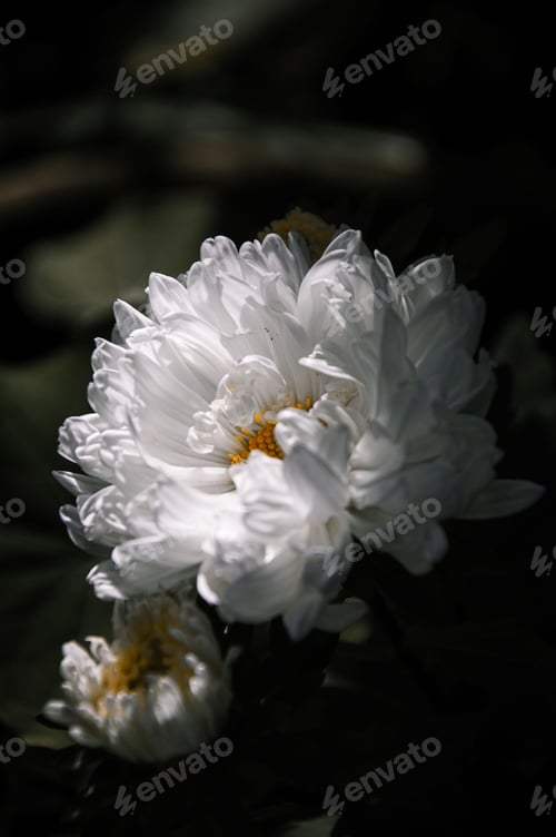 Preview: Closeup of a white chrysanthemum flower with lush foliage
