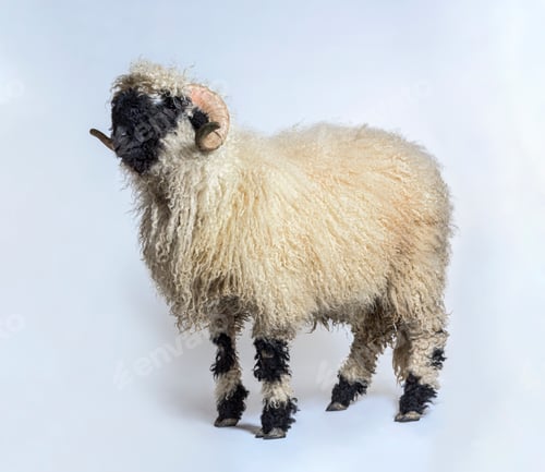 Preview: Side view Portrait side view of adulte Valais Black nose