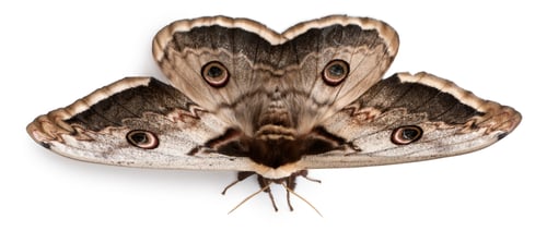 Preview: The largest European Moth, the Giant Peacock Moth, Saturnia pyri, in front of white background