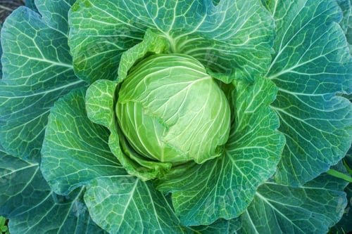 Preview: fresh green cabbage in the garden