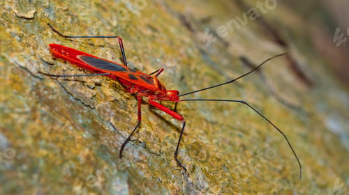 Preview: Shield Bug, Royal Bardia National Park, Nepal