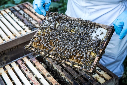 Preview: Beekeper wearing protective suit at work, inspecting wooden beehive.