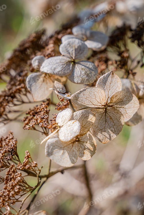 Preview: Dry hydrangeas close-up