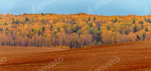 Preview: Vibrant autumn colors transition in the forest landscape