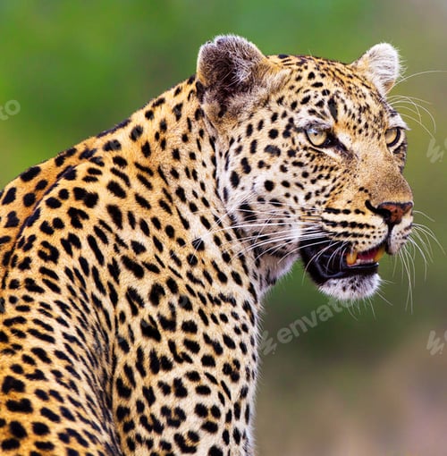Preview: A Best wildlife vacations in Pictures