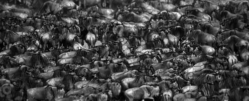 Preview: Big herd of wildebeest in Masai Mara National Park in Kenya