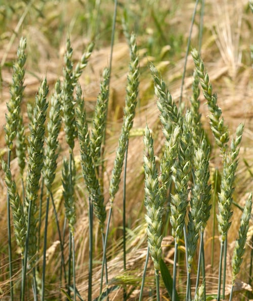 Preview: green ears of wheat among yellow rye, mix of cereals close up