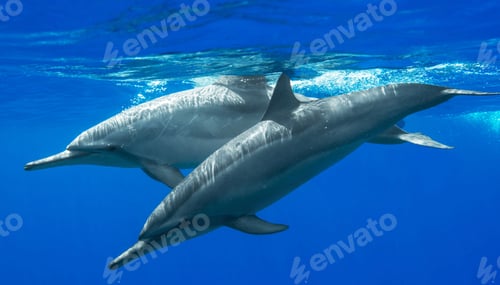 Preview: Dolphins swimming underwater in ocean