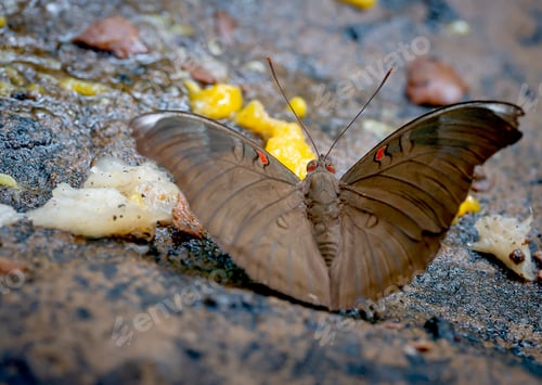 Preview: Close up view of brown butterfly stay and eat some fruits on the rock near the forest