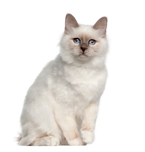 Preview: Portrait of Birman cat, 5 months old, sitting in front of white background