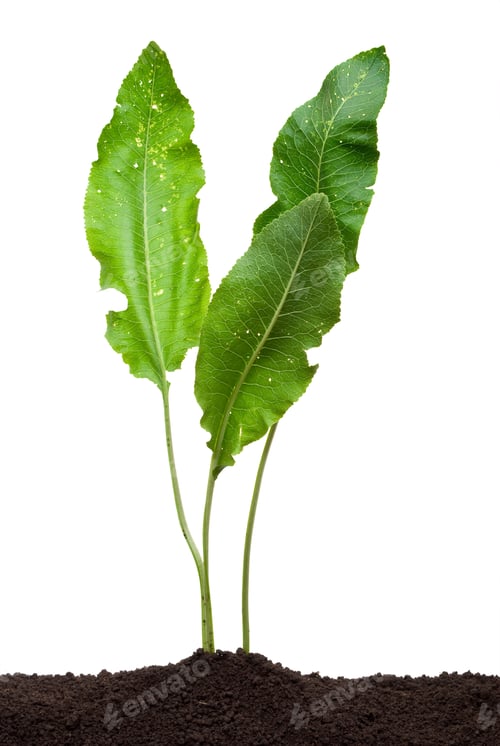 Preview: Growing horseradish
