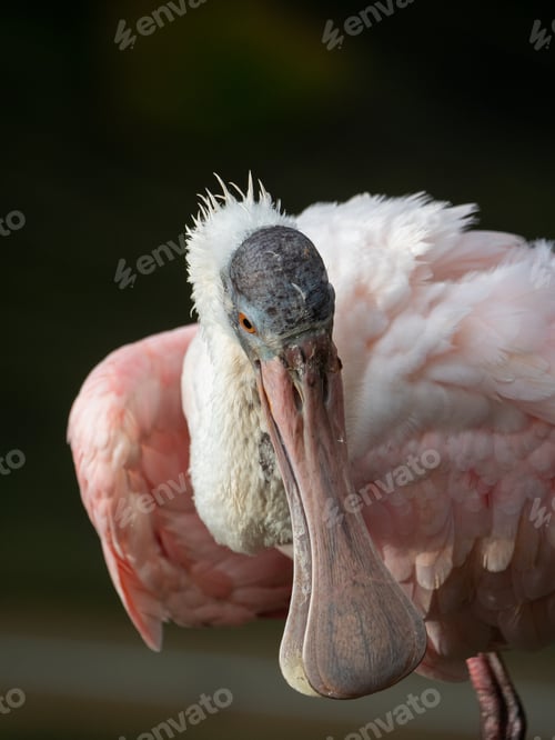 Preview: Pink Spoonbill at the Beauval Zoo in France