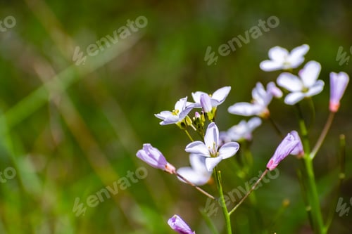 Preview: Milkmaid (Cardamine californica) wildflowers