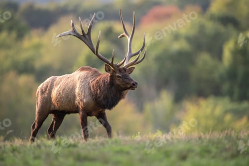 Preview: Bull Elk Portrait