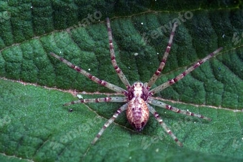 Preview: Dark fishing spider on the green leaf!