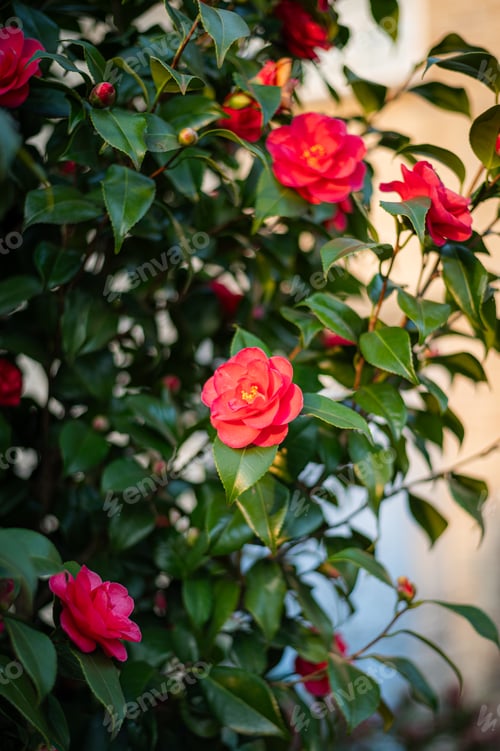 Preview: Bud of pink rose on green background