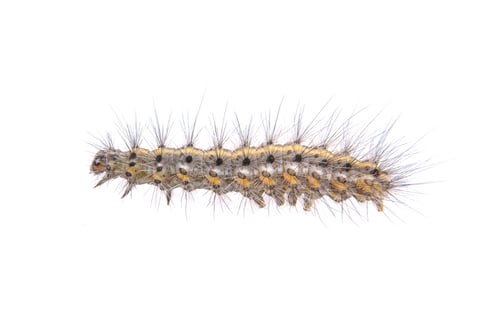 Preview: Colored caterpillar on a white background