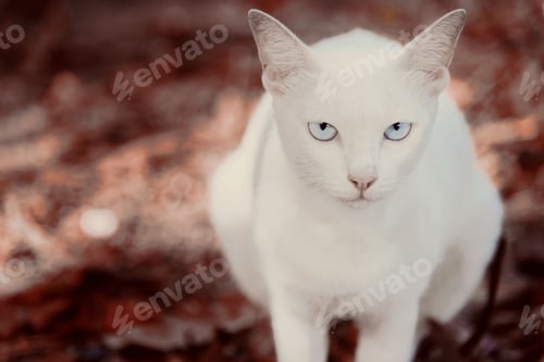 Preview: a white cat with blue eyes stands on leaves and is looking at the camera