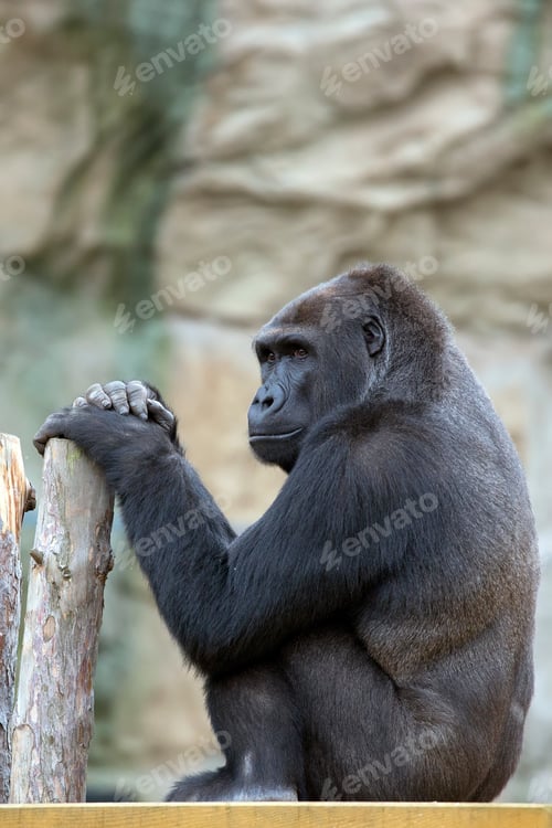Preview: Gorilla sitting on a desk