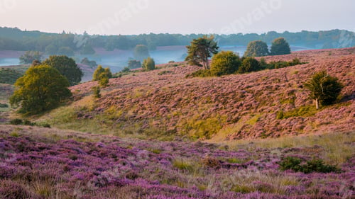 Preview: Posbank National park Veluwe, purple pink heather in bloom, blooming heater on the Veluwe