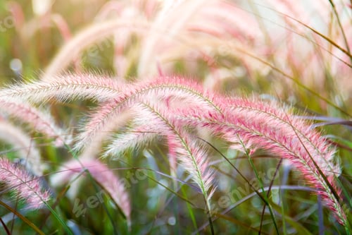 Preview: soft focus of grass and golden light at dusk