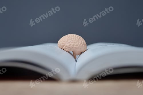 Preview: A close-up image of a small human brain model on an open book.